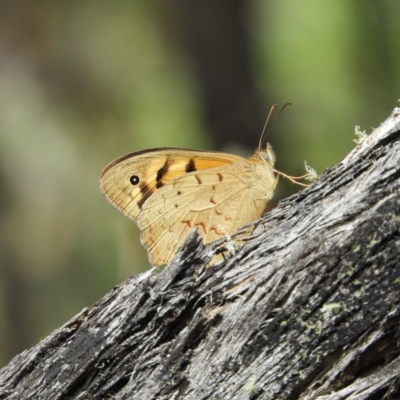 Heteronympha merope (Common Brown Butterfly) at Brindabella, NSW - 30 Dec 2020 by MatthewFrawley