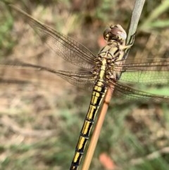 Orthetrum caledonicum (Blue Skimmer) at Murrumbateman, NSW - 30 Dec 2020 by SimoneC