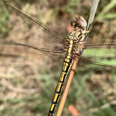 Orthetrum caledonicum (Blue Skimmer) at Murrumbateman, NSW - 30 Dec 2020 by SimoneC