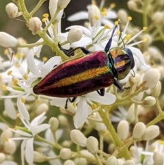 Selagis aurifera (Aurifera jewel beetle) at Deakin, ACT - 26 Dec 2020 by JackyF
