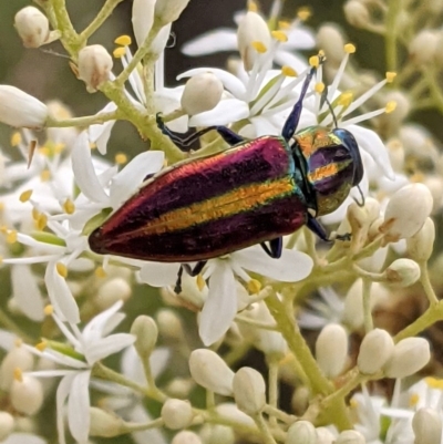 Selagis aurifera (Aurifera jewel beetle) at Deakin, ACT - 26 Dec 2020 by JackyF