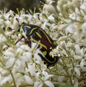 Eupoecila australasiae at Hughes, ACT - 26 Dec 2020