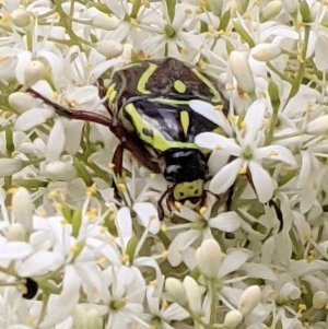 Eupoecila australasiae at Hughes, ACT - 26 Dec 2020