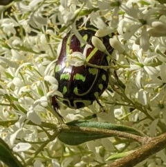 Eupoecila australasiae at Hughes, ACT - 26 Dec 2020