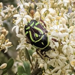 Eupoecila australasiae at Hughes, ACT - 26 Dec 2020