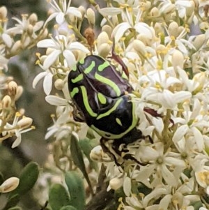 Eupoecila australasiae at Hughes, ACT - 26 Dec 2020