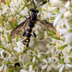 Miltinus sp. (genus) (Miltinus mydas fly) at Hughes, ACT - 26 Dec 2020 by JackyF