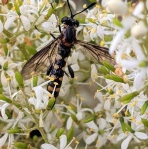 Miltinus sp. (genus) at Hughes, ACT - 26 Dec 2020