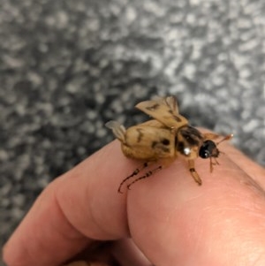 Cyclocephala signaticollis at Hughes, ACT - 24 Dec 2020