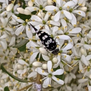 Hoshihananomia leucosticta at Hughes, ACT - 26 Dec 2020