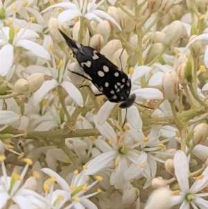 Hoshihananomia leucosticta at Hughes, ACT - 26 Dec 2020