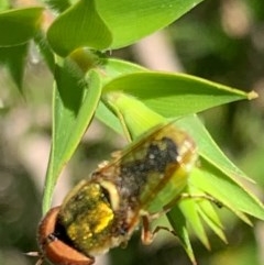 Odontomyia decipiens (Green Soldier Fly) at Murrumbateman, NSW - 30 Dec 2020 by SimoneC