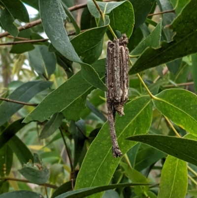 Clania ignobilis (Faggot Case Moth) at Deakin, ACT - 30 Dec 2020 by JackyF