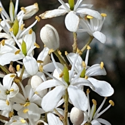 Bursaria spinosa subsp. lasiophylla (Australian Blackthorn) at Mount Painter - 29 Dec 2020 by drakes