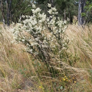 Bursaria spinosa subsp. lasiophylla at Cook, ACT - 30 Dec 2020