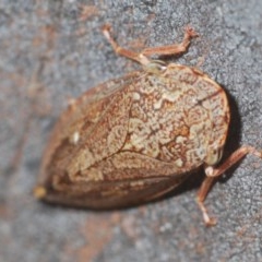 Stenocotis depressa at Acton, ACT - 28 Dec 2020