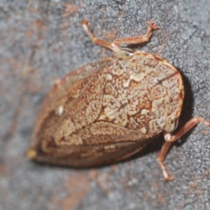 Stenocotis depressa at Acton, ACT - 28 Dec 2020