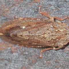 Stenocotis depressa at Acton, ACT - 28 Dec 2020