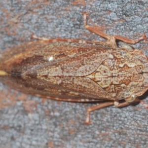 Stenocotis depressa at Acton, ACT - 28 Dec 2020