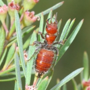 Tiphiidae (family) at Downer, ACT - 28 Dec 2020 02:45 PM