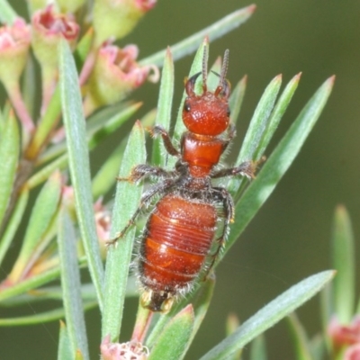 Tiphiidae (family) (Unidentified Smooth flower wasp) at Downer, ACT - 28 Dec 2020 by Harrisi