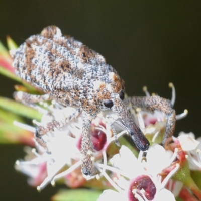 Orthorhinus cylindrirostris (Elephant Weevil) at Downer, ACT - 28 Dec 2020 by Harrisi