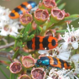 Castiarina crenata at Downer, ACT - 28 Dec 2020