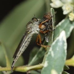 Cerdistus sp. (genus) (Slender Robber Fly) at Acton, ACT - 29 Dec 2020 by TimL