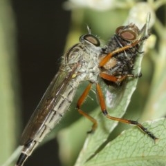 Cerdistus sp. (genus) at Acton, ACT - 29 Dec 2020