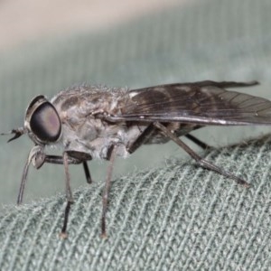 Dasybasis sp. (genus) at Acton, ACT - 29 Dec 2020 02:42 PM