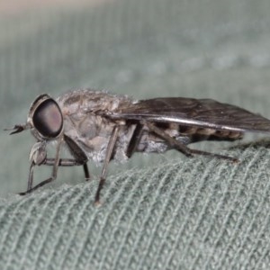 Dasybasis sp. (genus) at Acton, ACT - 29 Dec 2020