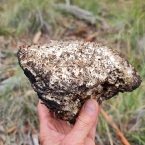 Laetiporus portentosus at Downer, ACT - 25 Dec 2020 11:21 AM