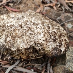 Laetiporus portentosus at Downer, ACT - 25 Dec 2020 11:21 AM