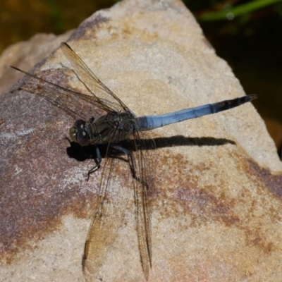 Orthetrum caledonicum (Blue Skimmer) at Pearce, ACT - 27 Dec 2020 by Shell