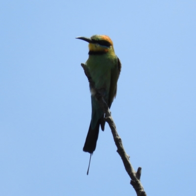 Merops ornatus (Rainbow Bee-eater) at Brindabella, NSW - 30 Dec 2020 by MatthewFrawley