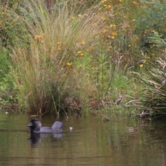 Biziura lobata at Paddys River, ACT - 30 Dec 2020