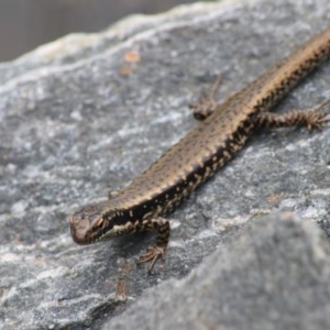 Eulamprus heatwolei at Paddys River, ACT - 30 Dec 2020