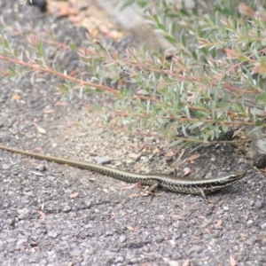 Eulamprus heatwolei at Paddys River, ACT - 30 Dec 2020 11:39 AM