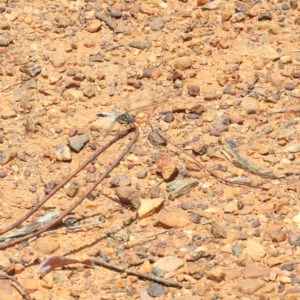 Orthetrum caledonicum at O'Connor, ACT - 30 Dec 2020