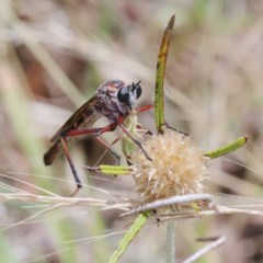 Neosaropogon sp. (genus) at O'Connor, ACT - 30 Dec 2020