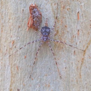 Tamopsis sp. (genus) at O'Connor, ACT - 30 Dec 2020