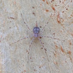 Tamopsis sp. (genus) at O'Connor, ACT - 30 Dec 2020