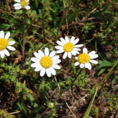 Chamaemelum nobile (Chamomile Daisy) at Brindabella, NSW - 30 Dec 2020 by MatthewFrawley