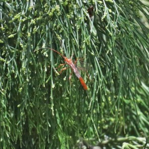 Ichneumonidae (family) at O'Connor, ACT - 30 Dec 2020 01:25 PM