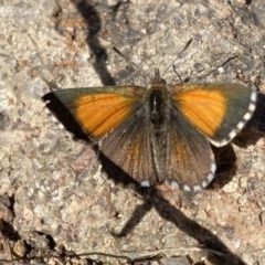 Lucia limbaria (Chequered Copper) at Wanniassa Hill - 27 Dec 2020 by RAllen