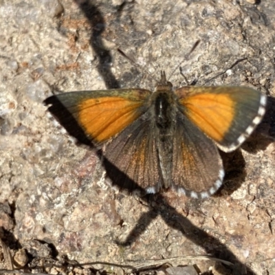 Lucia limbaria (Chequered Copper) at Wanniassa Hill - 27 Dec 2020 by RAllen