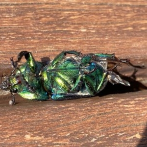 Lamprima aurata at Curtin, ACT - 28 Dec 2020