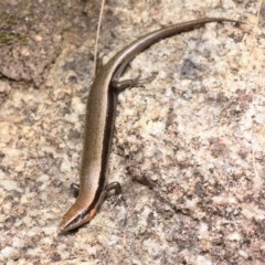 Acritoscincus platynotus (Red-throated Skink) at Gibraltar Pines - 30 Dec 2020 by BrianHerps