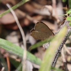 Paralucia pyrodiscus (Fiery Copper) at Hughes, ACT - 30 Dec 2020 by LisaH