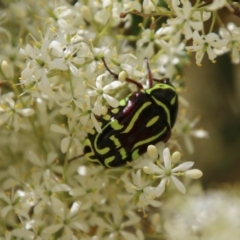 Eupoecila australasiae (Fiddler Beetle) at Hughes, ACT - 30 Dec 2020 by LisaH